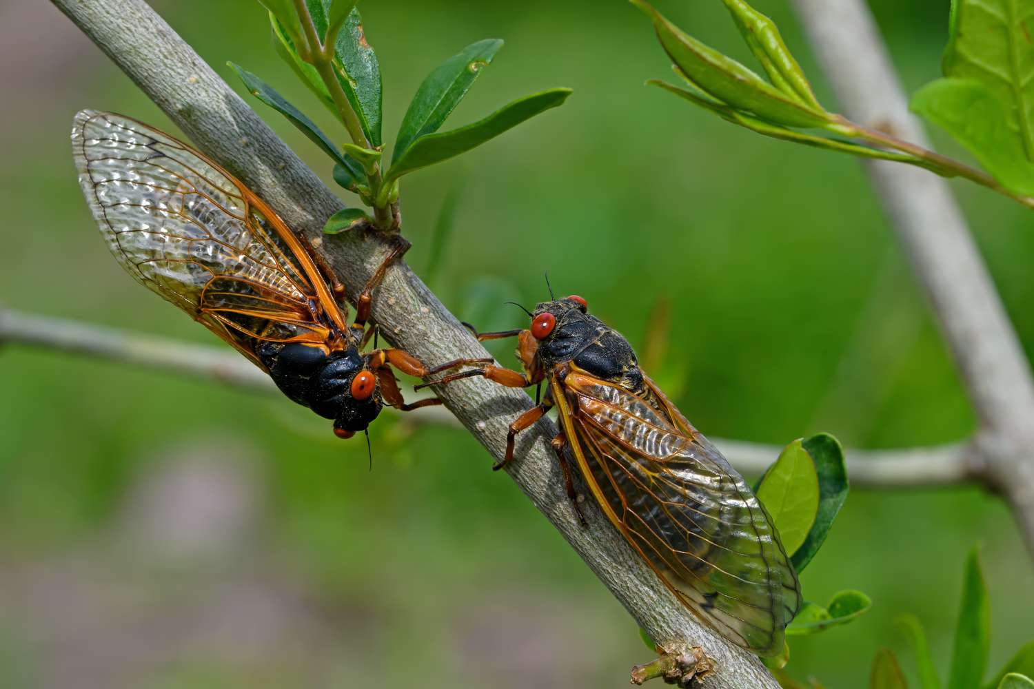 El Verano de las Cigarras y las Arañas Joro Está Aquí—Bill Nye Tiene la Explicación